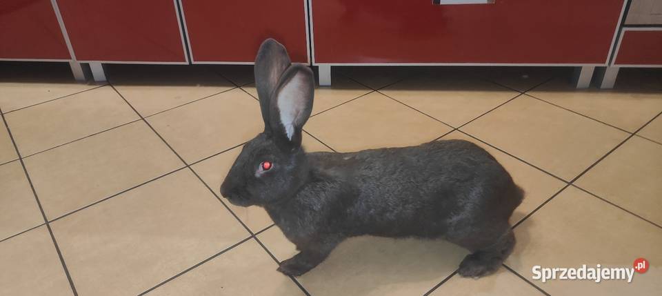 Srokacz niemiecki samica hawana Górki