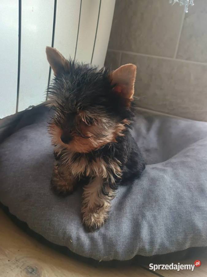 Yorkshire terrier mini piesek York Radziejów