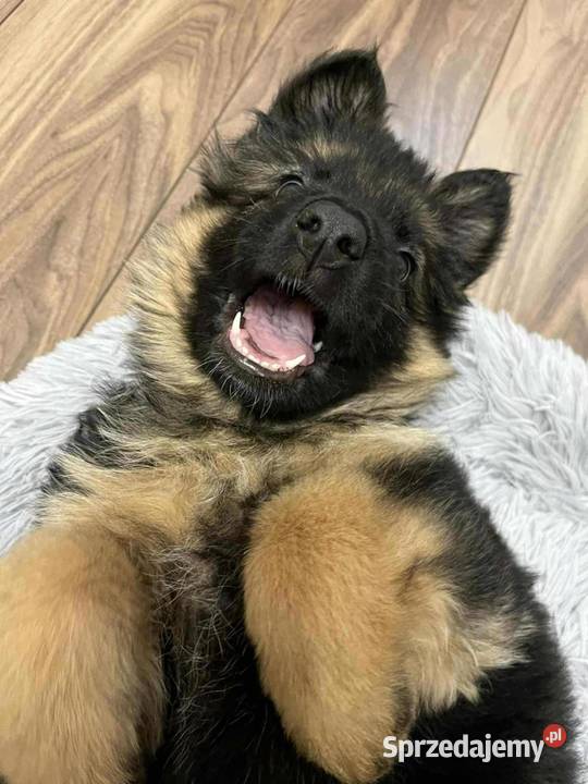 Sprzedam szczeniaki rasy owczarek niemiecki Pińczów,Busko-Zdrój