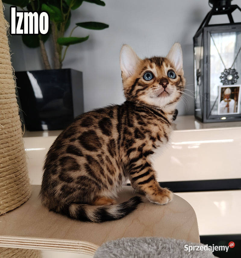 Kocięta bengalskie z rodowodem