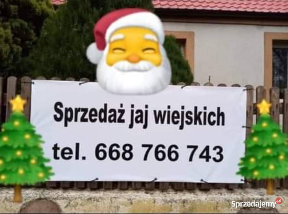 Sprzedam wiejskie jajka duże Rogowo