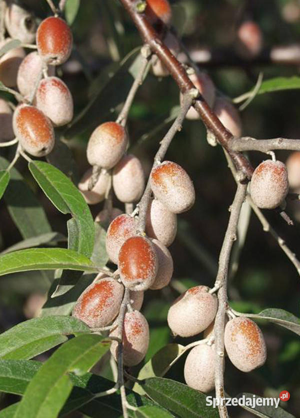 OLIWNIK WĄSKOLISTNY Eleagnus angustifolia