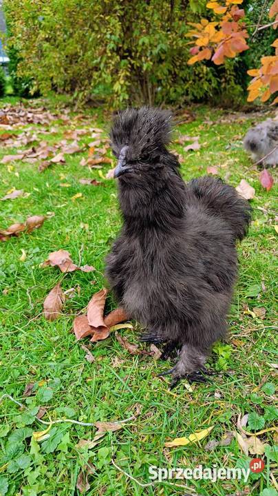 Kogut silka Zdzieszowice sprzedam