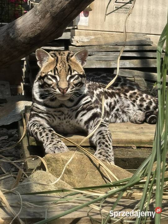 Ocelot wielki Bielsko-Biała