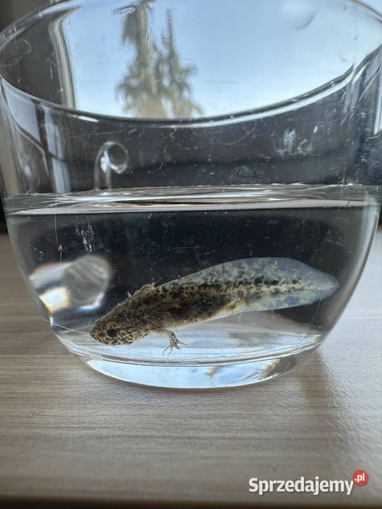 Aksolotl Axolotl Salamandra Meksykańska Płaz Gady i płazy Kępno