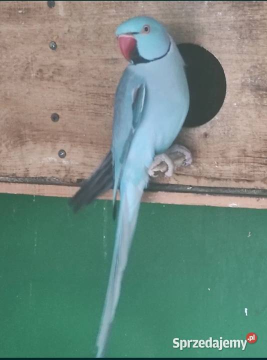 sprzedam Aleksandrete obrożną turkus dorosły Strzeleczki sprzedam