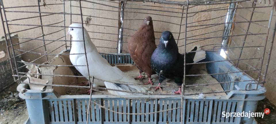 Sprzedam gołębie orliki i mewki Tokarówka