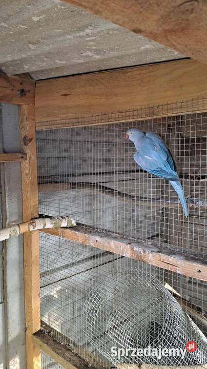 Sprzedam papugi aleksandretty patagonki rozelle sprzedam