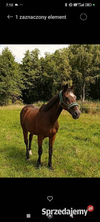 Sprzedam dwa wałachy zajezdzone 21lat i 19lat Myślenice sprzedam