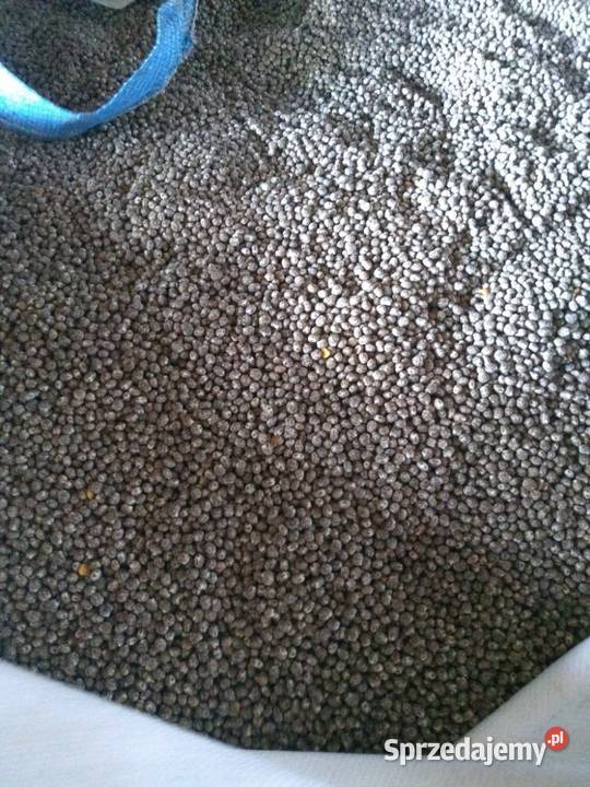 Sprzedam łubin wąskolistny gorzki staropolski