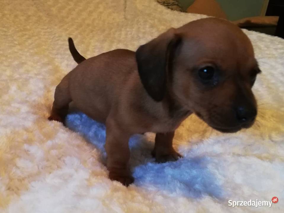 Jamniki szczeniaki 7 tygodni Warszawa