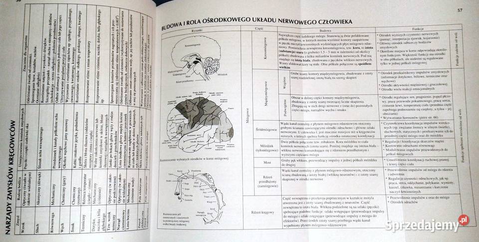 Tablice biologiczne Beata Bednarczuk I Mizerska Chełm