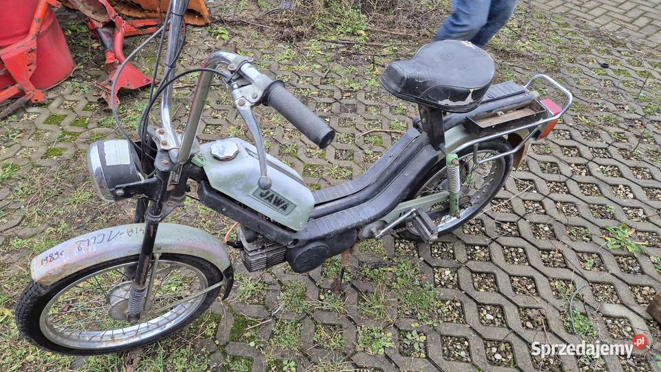 Jaea Babetta zarejestrowana podlaskie Hryniewicze