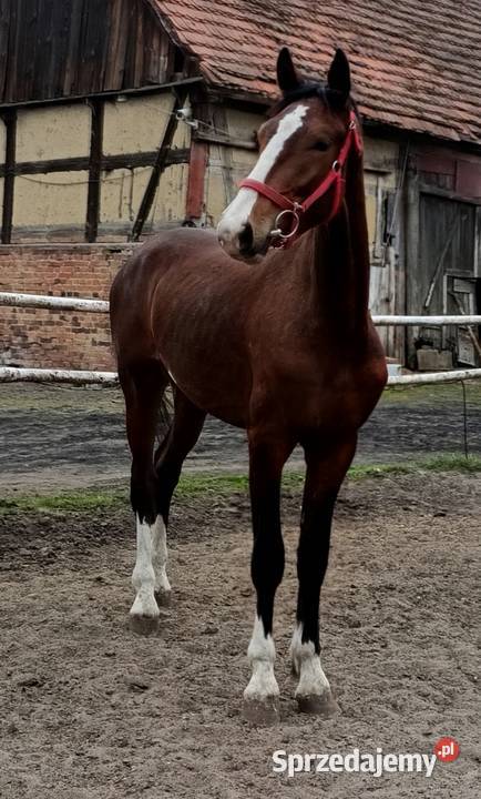 Malowany ogier z matki KWPN Rawicz