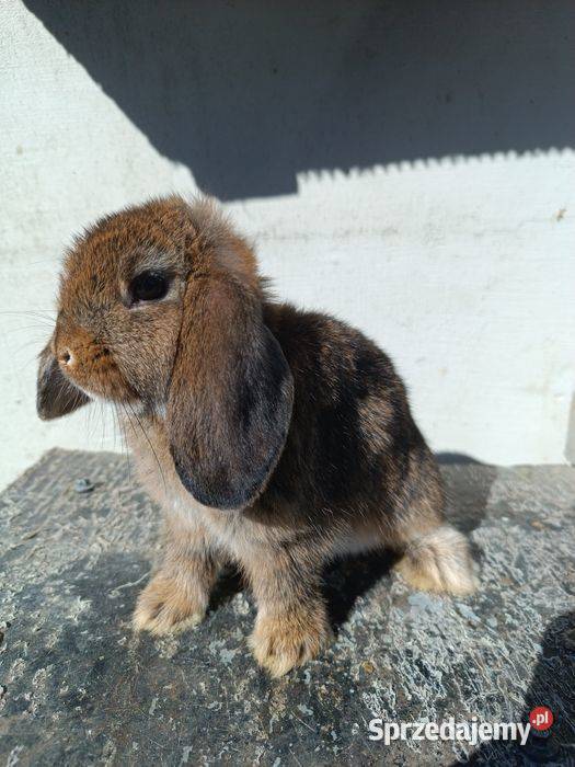 Królik króliczki Mini Lop Jaśliska