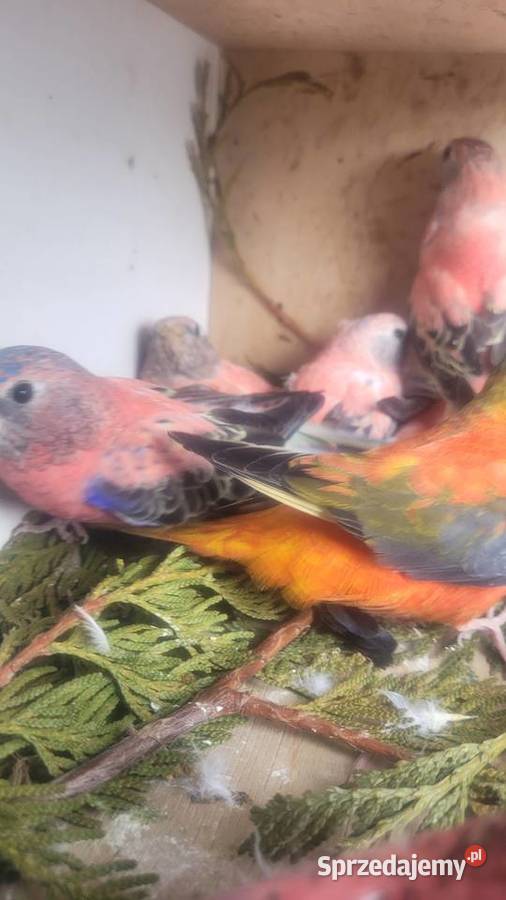 Papugi lilianki Wieliczka sprzedam