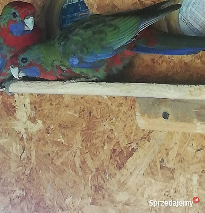 Oddam w ręce Nowy Sącz sprzedam