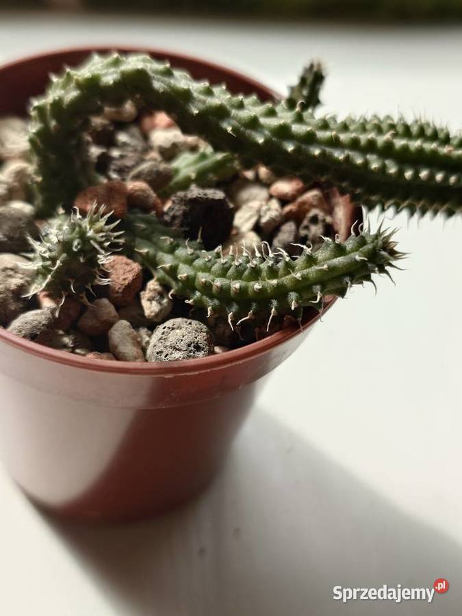 Echidnopsis chrysantha sukulent miniatura mazowieckie Warszawa