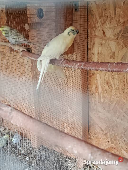 Papugi modrolotki kozy faliste nimfy i inne Jasło sprzedam