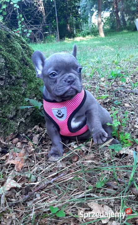 Buldog francuski suczka Pabianice sprzedam