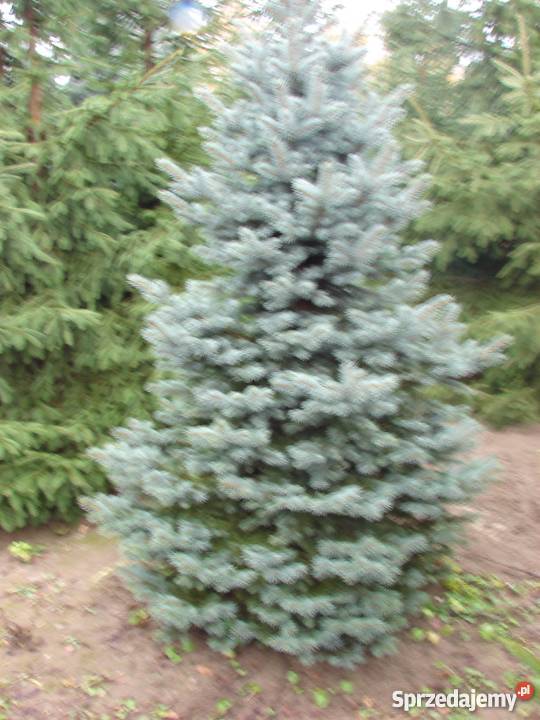 Świerk srebrny pospolity nie jodła kaukaska