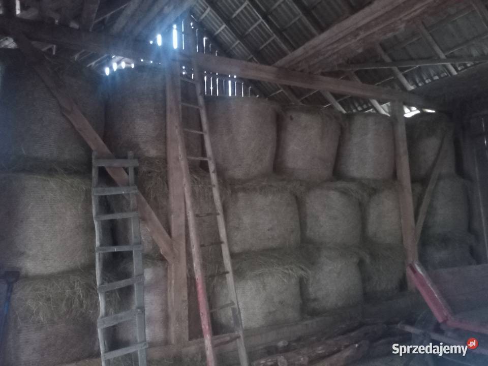 Siano suche mazowieckie Ostrów Mazowiecka