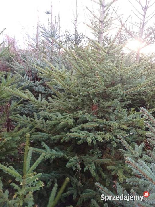 Choinki hurt dolnośląskie Legnica