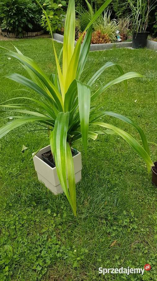 Palma pandam sadzonki wielkopolskie Konin