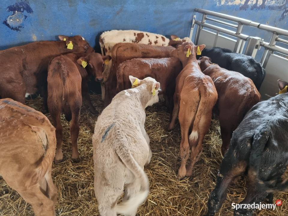 Byczki I jaloszki ras mięsnych 784 634 662 Bydło mięsne Siemiatycze