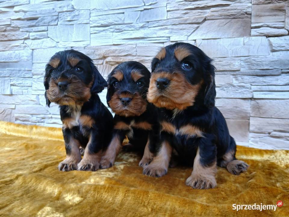 Śliczne Szczenięta Cocker Spaniel Angielski Sieradz sprzedam