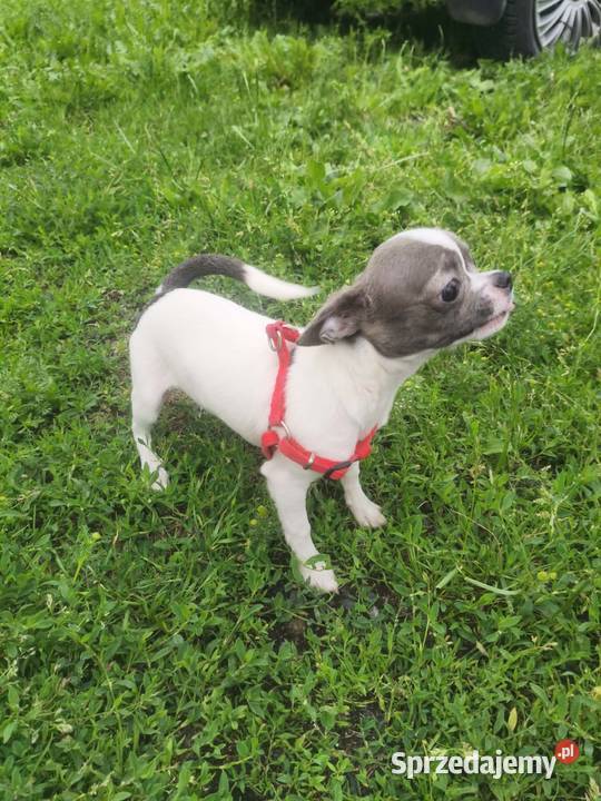 Sprzedam samca chihuahua Chihuahua Kijaszkowo
