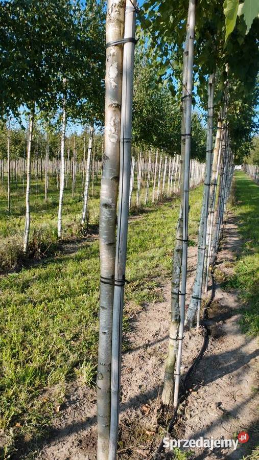 Brzoza brodawkowata Liściaste Rośliny Białystok