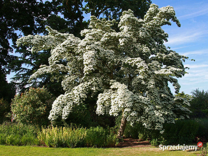 DEREŃ KAUSA CHINSKI Cornus kausa chinensis Lubanie