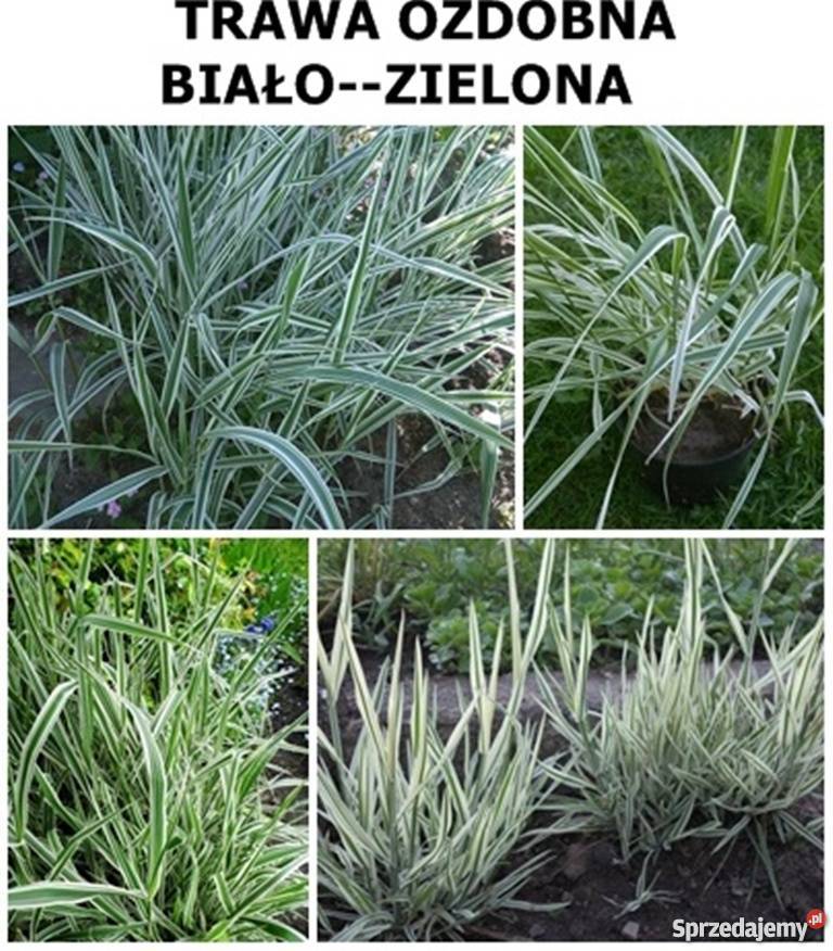 ROŚLINA NA UKĄSZENIA ozdoba ROJNIK wiele innych Lublin