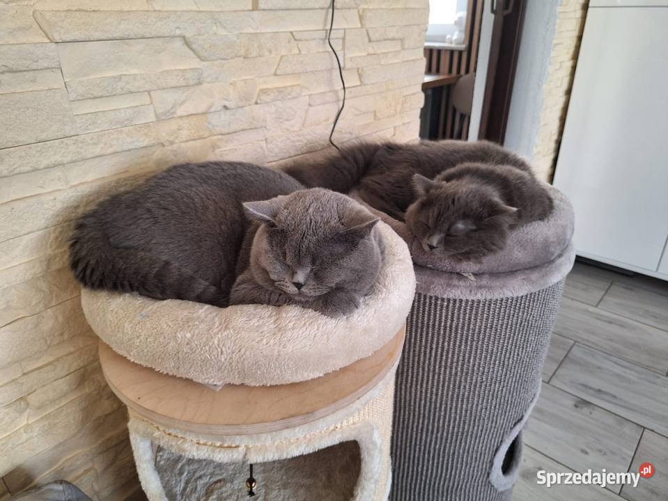 Kotki brytyjskie Chróścin