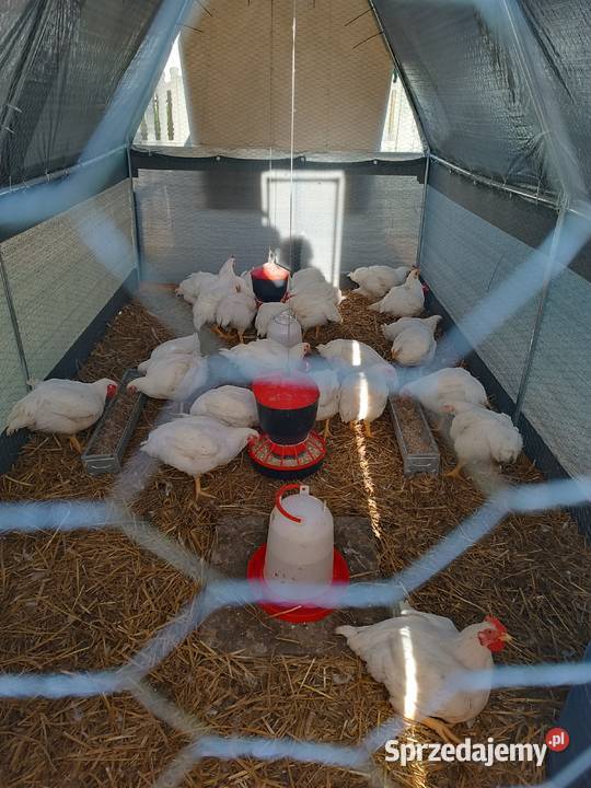 Kurczak brojler wiejski Żdżary