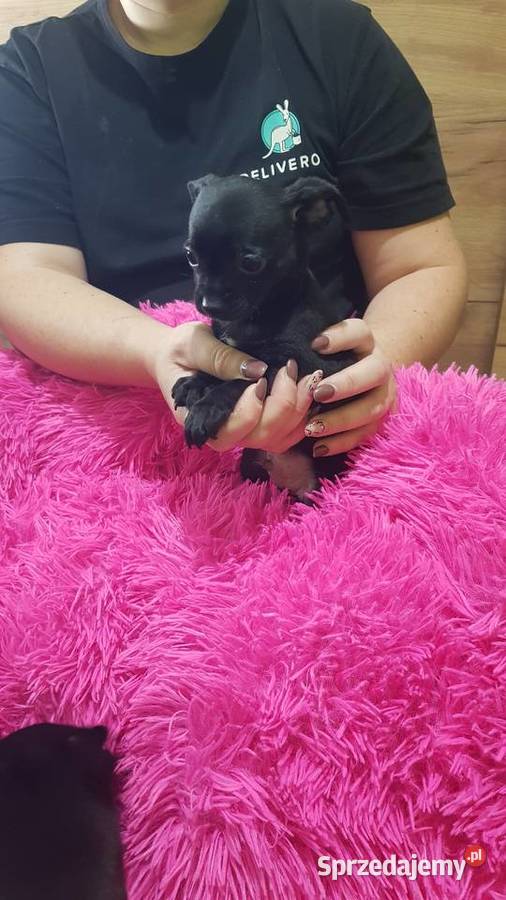 Śliczny piesek pinczer Legionowo