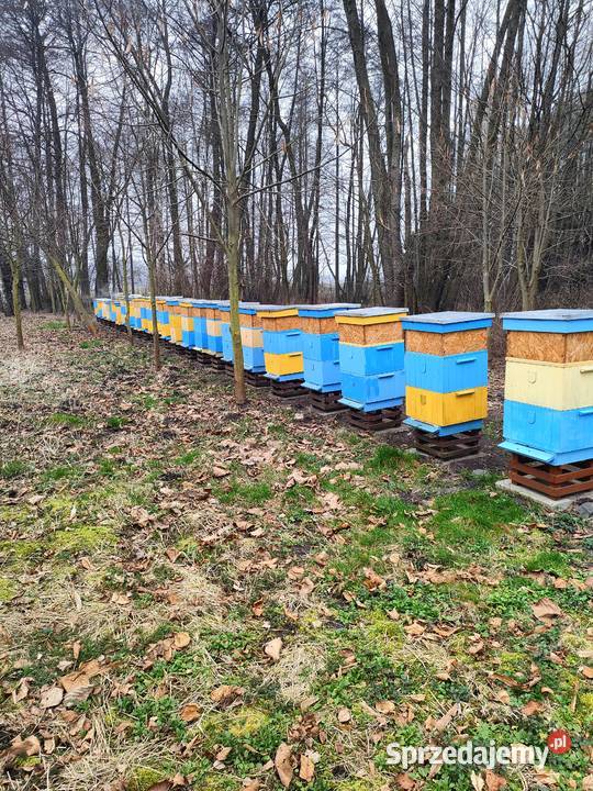 Ule wielkopolskie z rodzinami łódzkie Wadlew