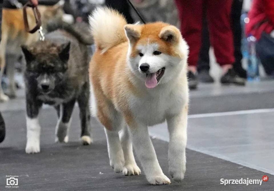 Akita okazja Siedlisko