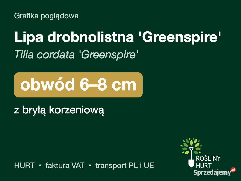 Lipa drobnolistna Greenspire obwód 68 z bryłą