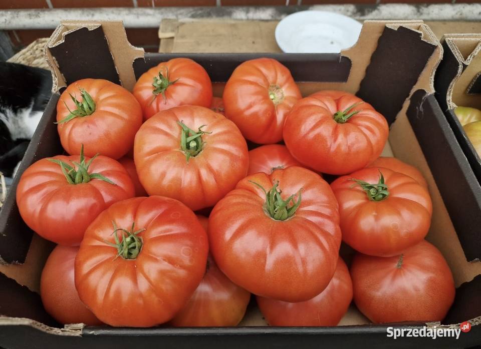 Sprzedam pomidory własnej produkcji Pozostałe sprzedam