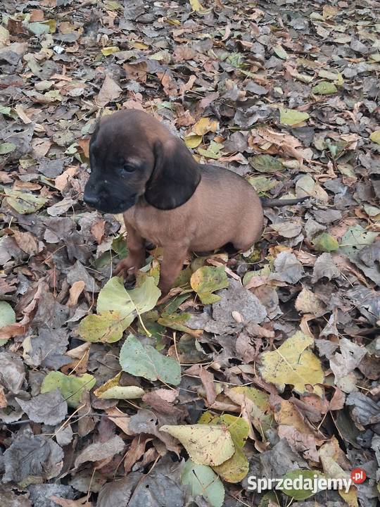 Posokowiec bawarski małopolskie