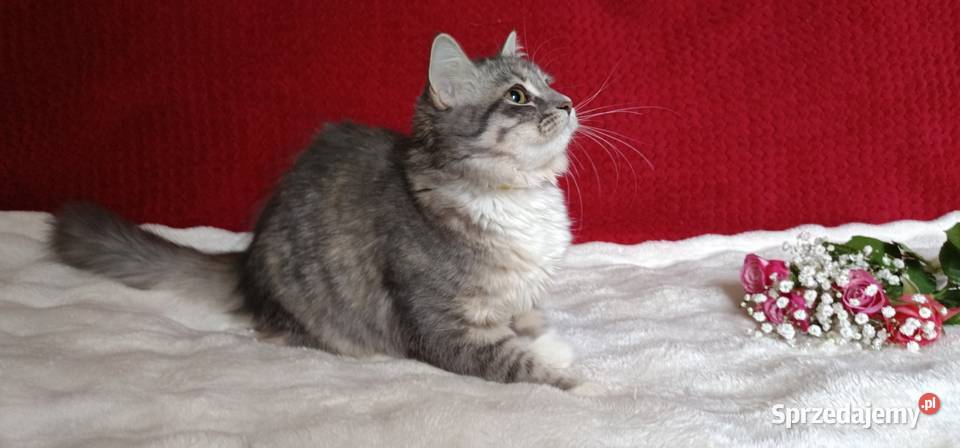 Koty Syberyjskie MELBA ZKolakowegoDomu Syberyjski Kwilcz