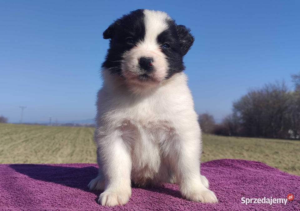 Rasowy Pies Border Collie TONY z pełną dok z