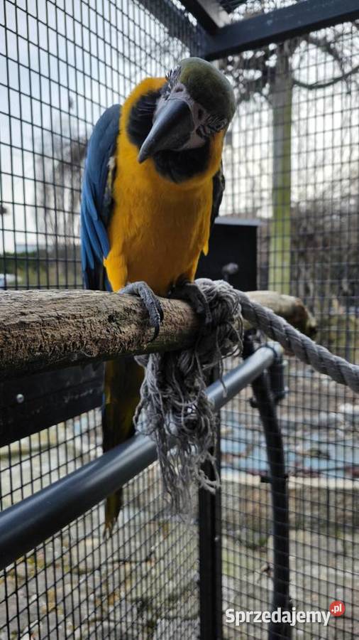 Ara ararauna Ornontowice