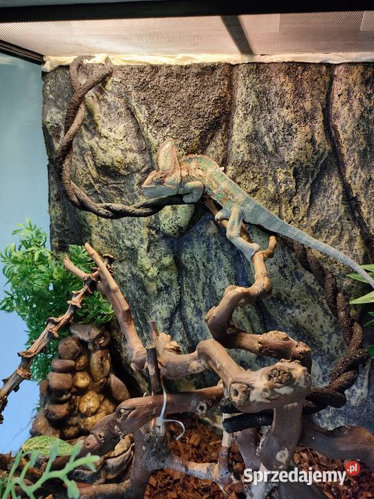 Kameleon Jemeński Gady i płazy Świdnica Polska
