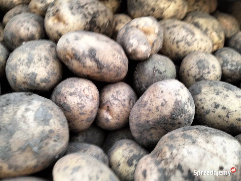 Sprzedam ziemniaki małopolskie Czechy sprzedam