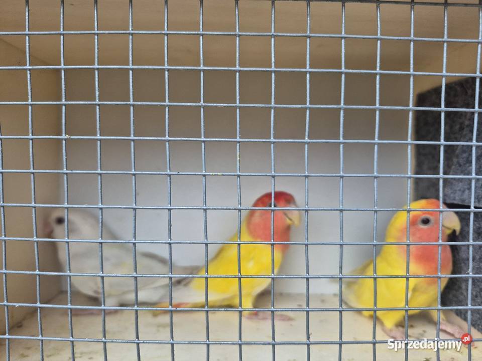 Papugi nierozlaczki czerwonoczelne Ozimek sprzedam