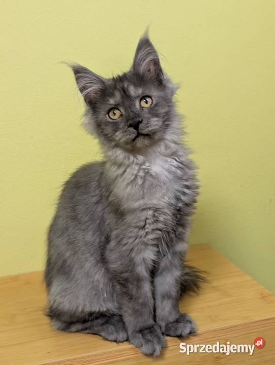Euforia czarna dymna kotka Maine Coon Tica Pszczyna