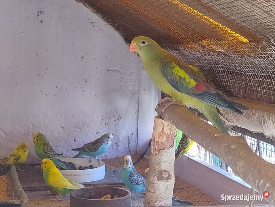 Papugi faliste Blachownia sprzedam